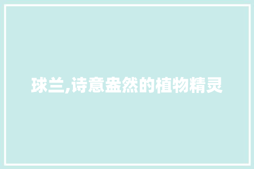 球兰,诗意盎然的植物精灵