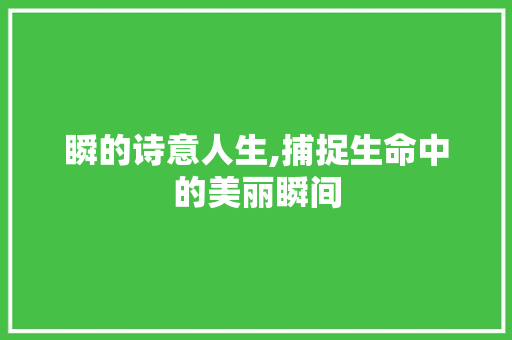 瞬的诗意人生,捕捉生命中的美丽瞬间 工作报告