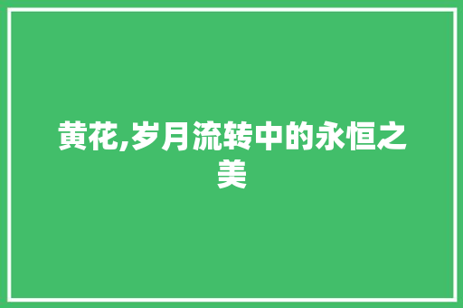黄花,岁月流转中的永恒之美