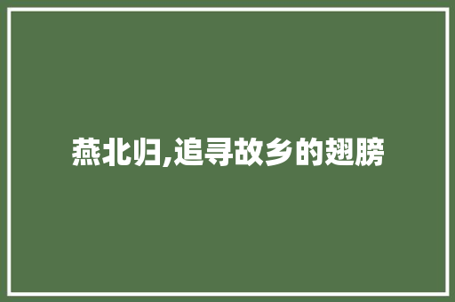 燕北归,追寻故乡的翅膀