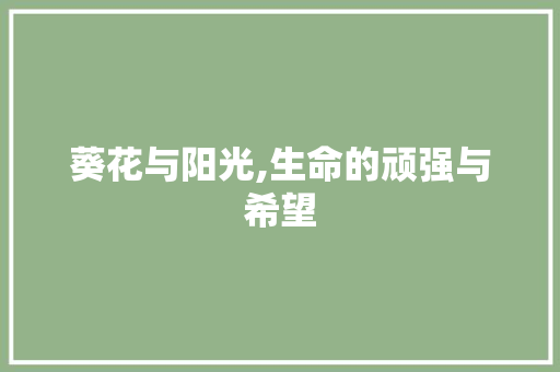 葵花与阳光,生命的顽强与希望