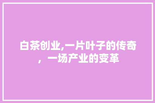 白茶创业,一片叶子的传奇，一场产业的变革 工作总结